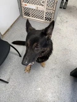 An adult large-sized male Black/Brown German Shepherd Dog dog named Renegade for adoption in Standish, MI