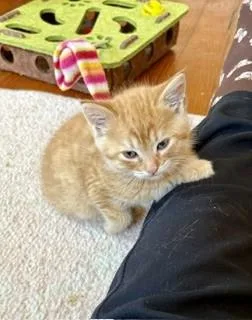 A baby small-sized male Domestic Short Hair cat named Archie for adoption in Hull, MA