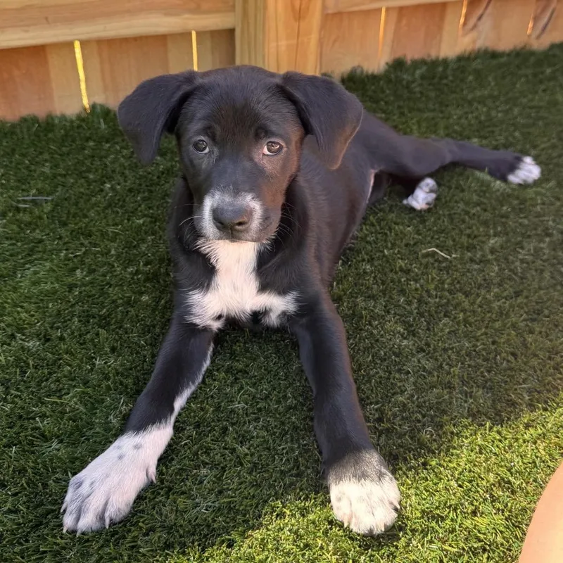 A baby medium-sized female Black Hound dog named Sabrina for adoption in La Grange, KY