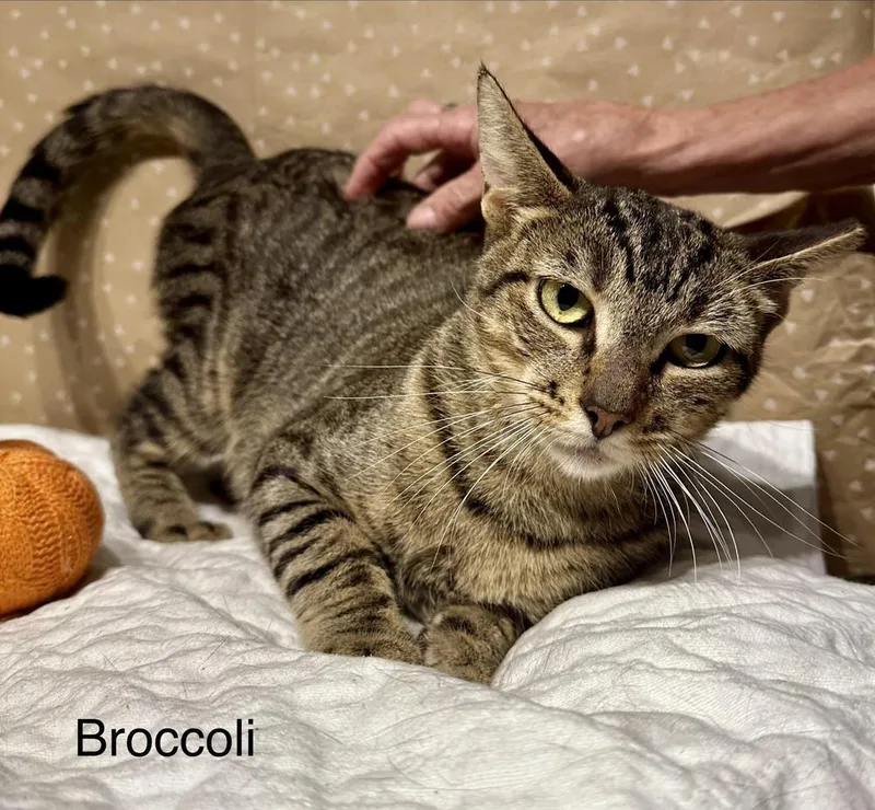 Broccoli thumbnail 5