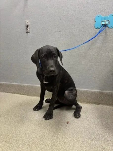 A young large-sized female Great Dane dog named Matilda for adoption in Las Vegas, NV