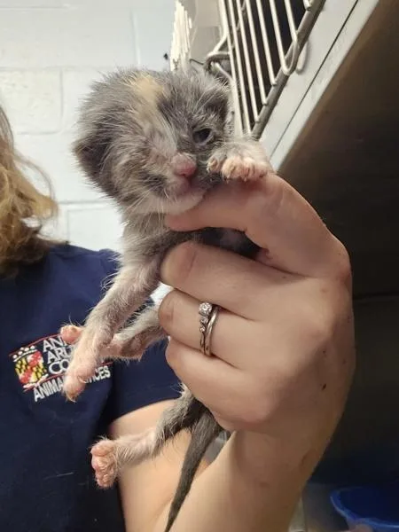 A baby medium-sized female Domestic Short Hair cat named Maypole for adoption in Millersville, MD