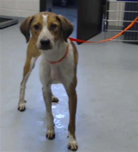 A young medium-sized male Labrador Retriever dog named Timmy for adoption in Fayetteville, NC