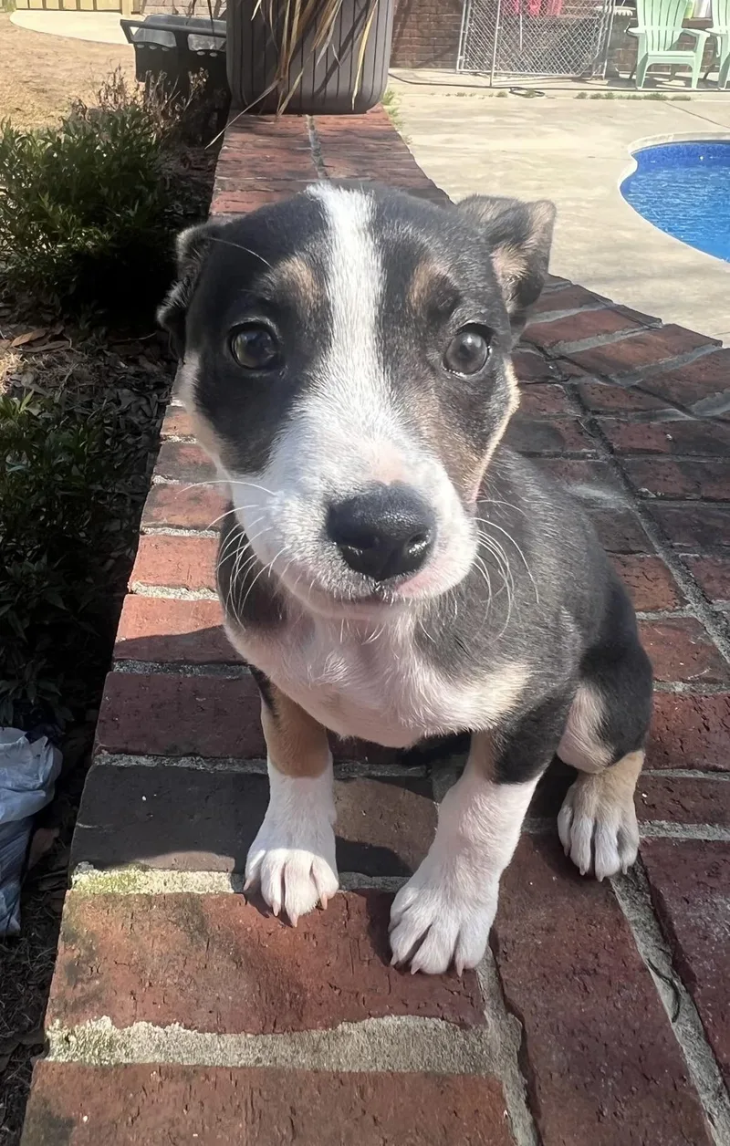 Coco Chanel thumbnail 2