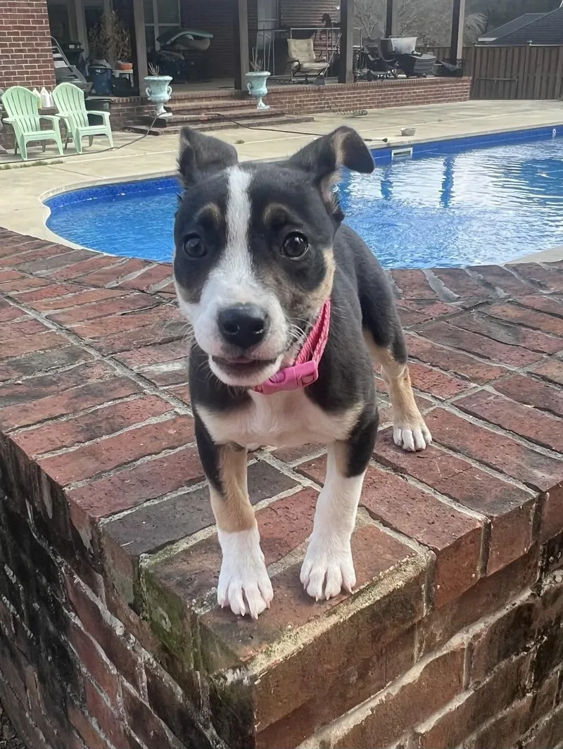 Coco Chanel thumbnail 3