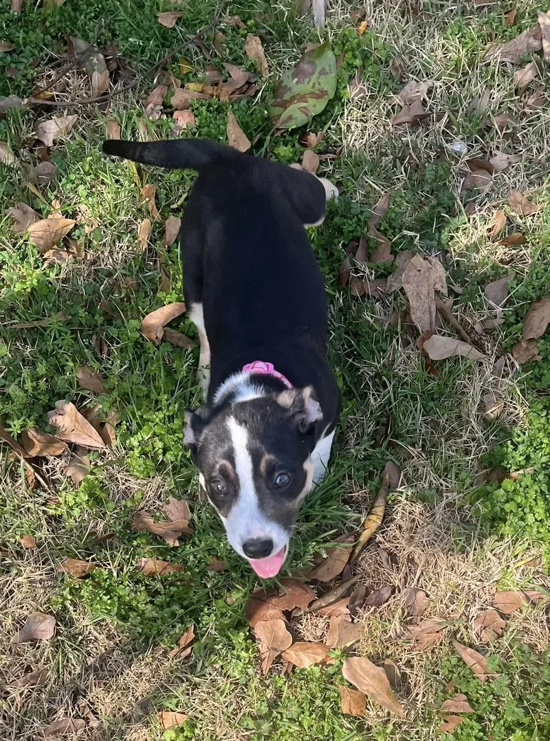 Coco Chanel thumbnail 4