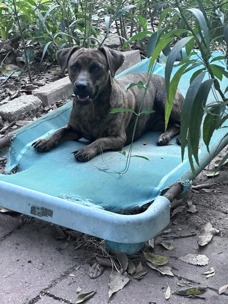 Tiger Lily thumbnail 2