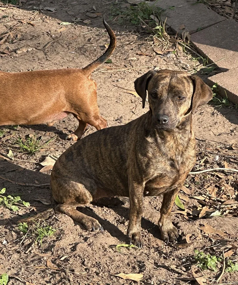 Tiger Lily thumbnail 3