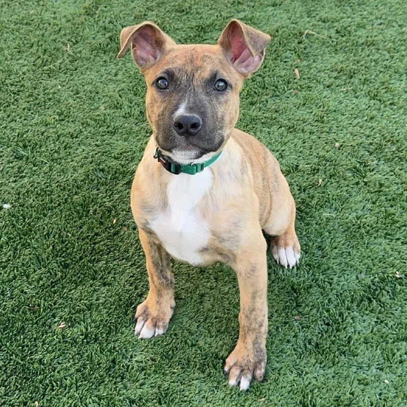 Mint Chip thumbnail 2