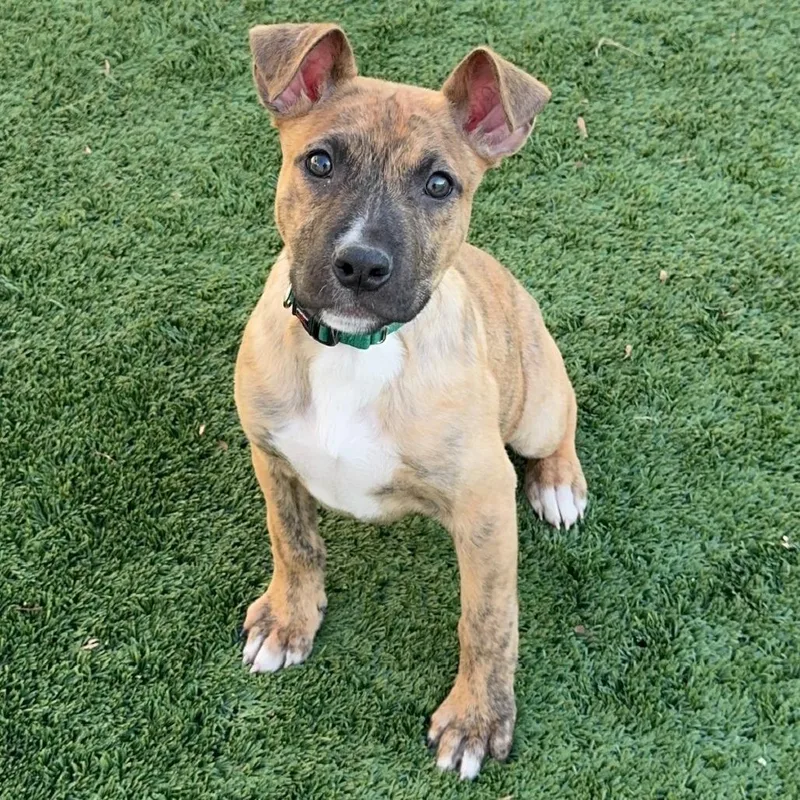 Mint Chip thumbnail 3