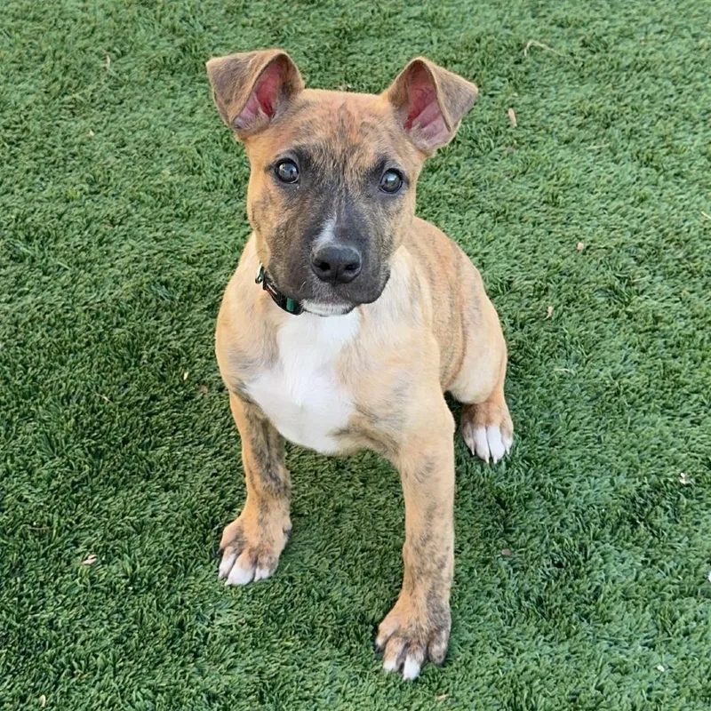 Mint Chip thumbnail 4