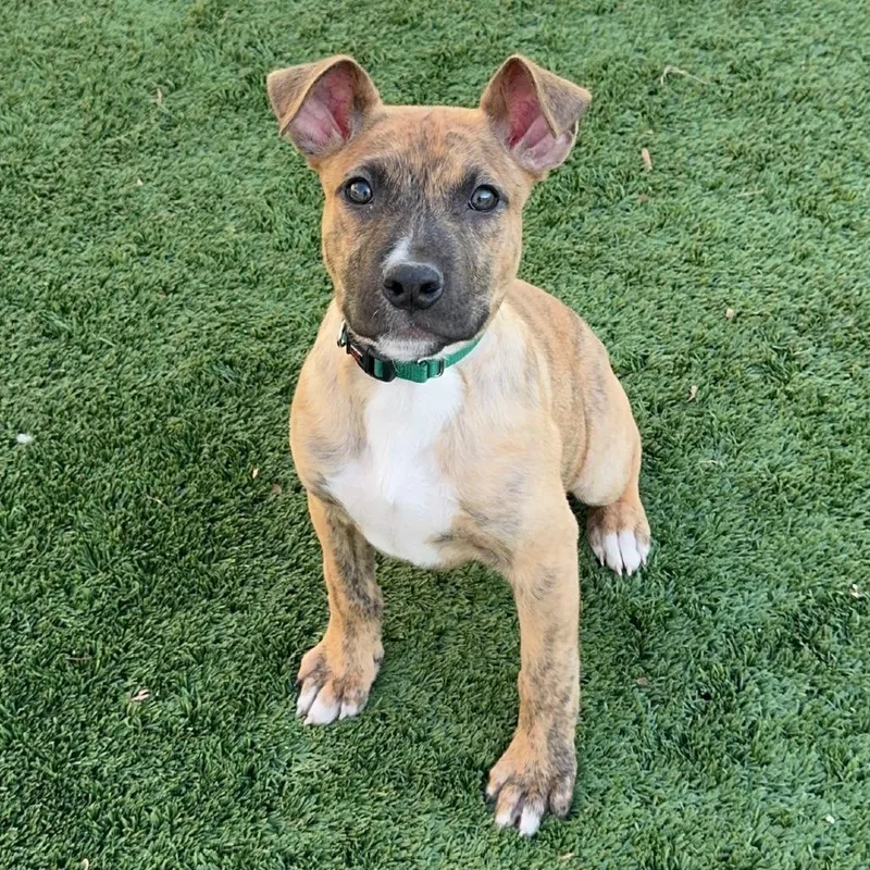 Mint Chip thumbnail 5