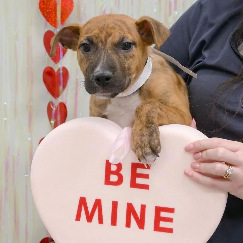 Mint Chip thumbnail 6