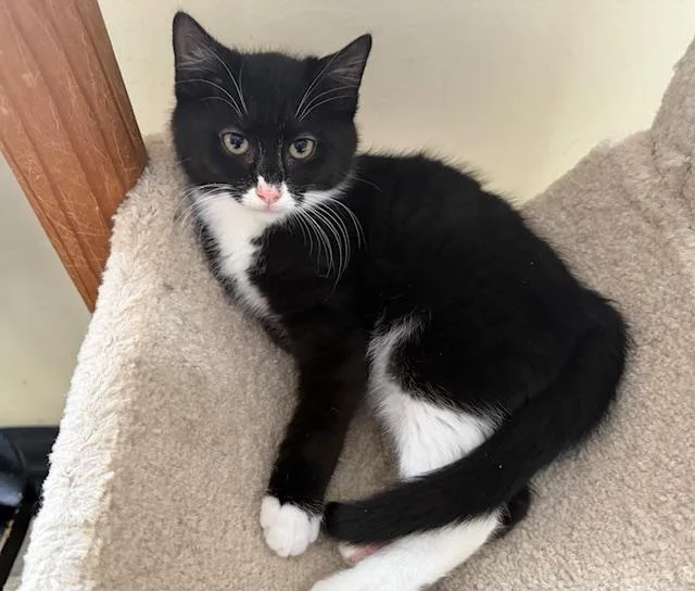 Fletcher thumbnail 2