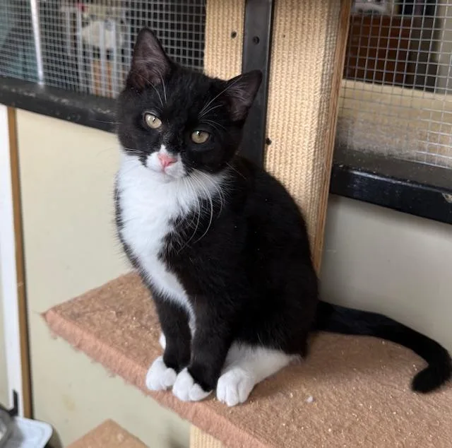 Fletcher thumbnail 3