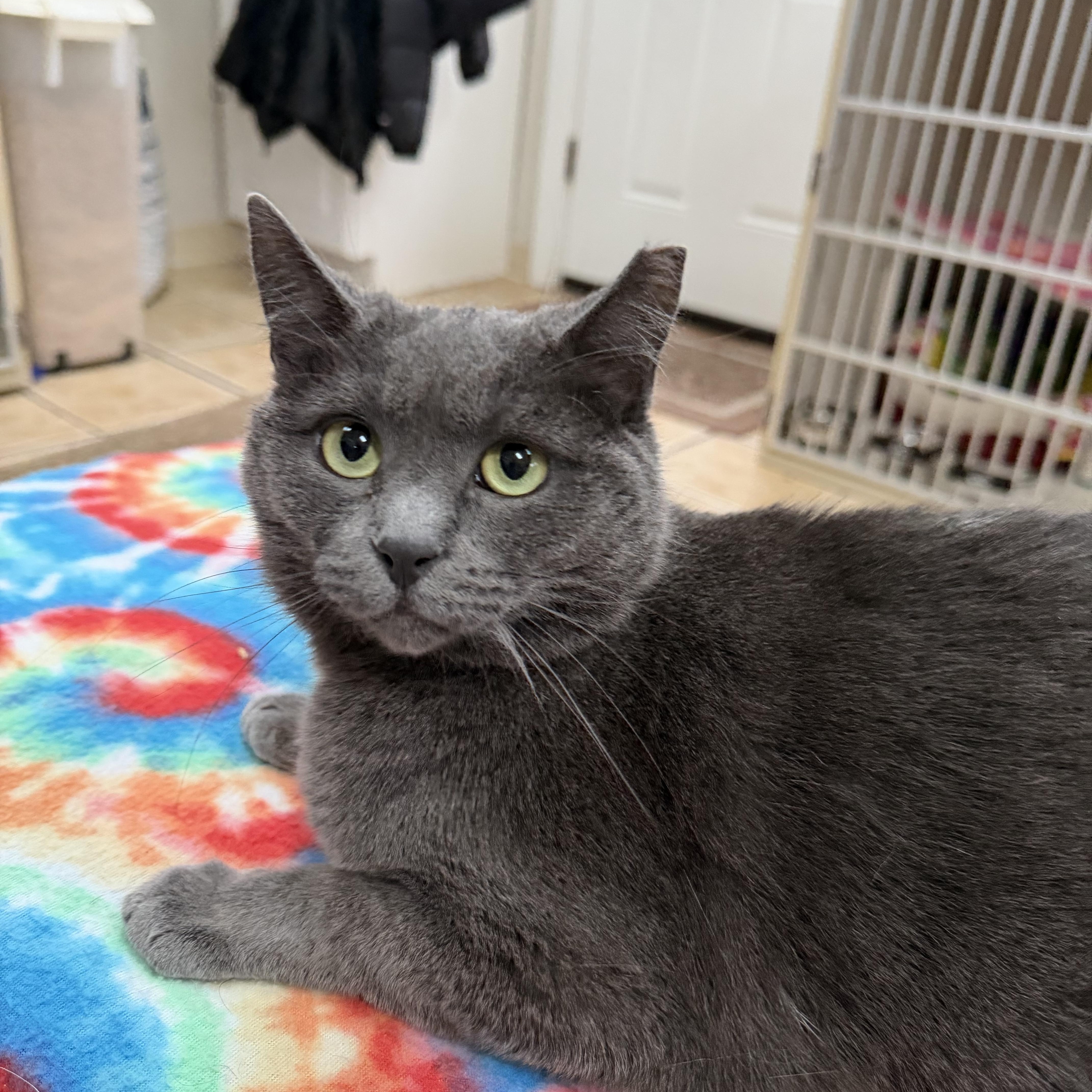 Brooklyn thumbnail 3