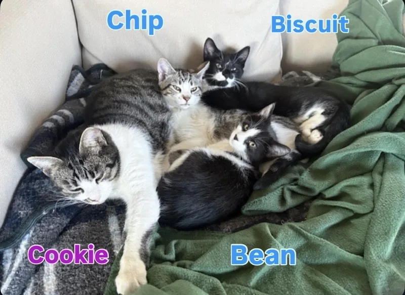 A baby medium-sized male Tabby (Brown / Chocolate) Domestic Short Hair cat named Chip for adoption in Hamilton, NJ