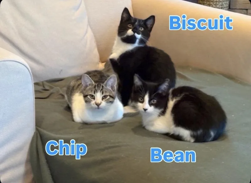 Bean thumbnail 2