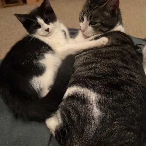 A baby medium-sized male Black & White / Tuxedo Domestic Short Hair cat named Bean for adoption in Hamilton, NJ