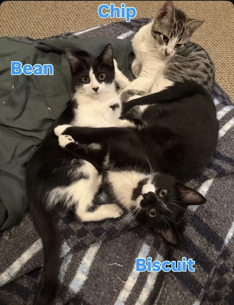 Bean thumbnail 3
