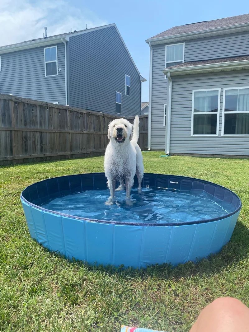 Hunter:  Great Fur thumbnail 2