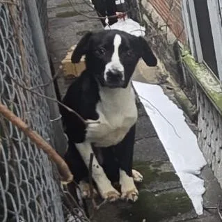 Sebastian thumbnail 2