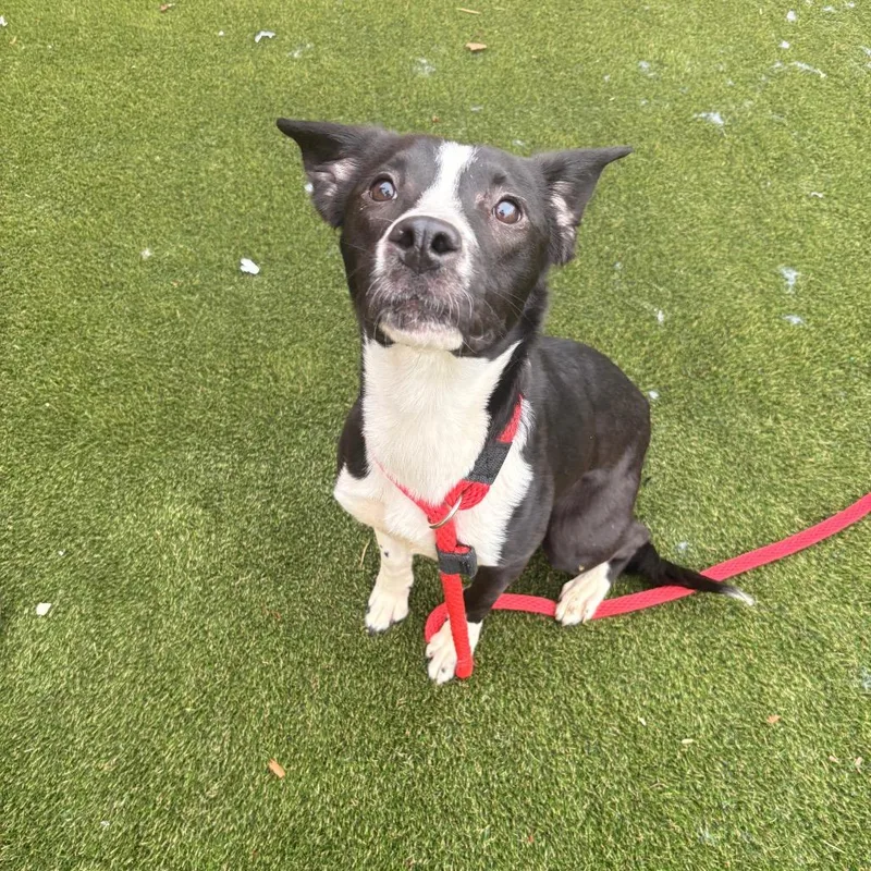 Sebastian thumbnail 3