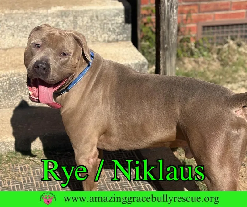 Rye Niklaus thumbnail 2