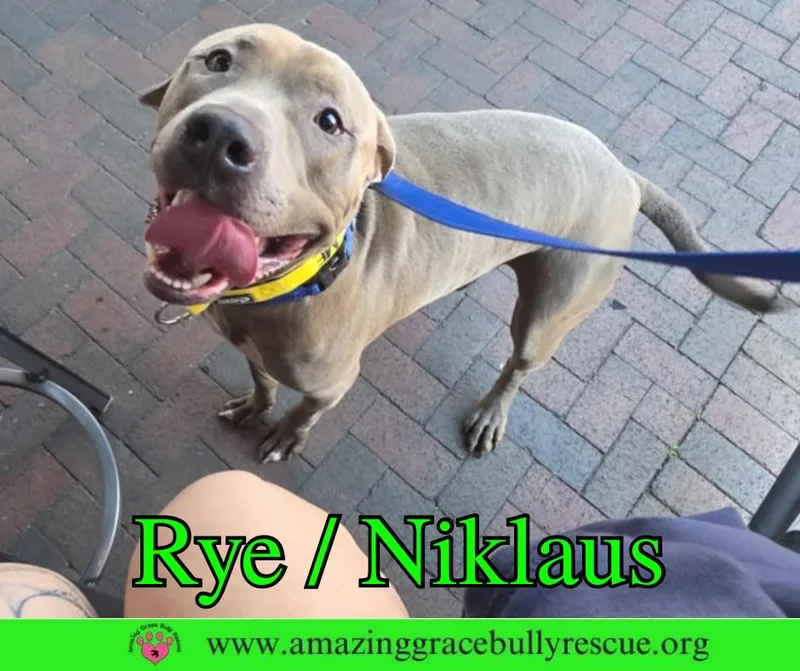 Rye Niklaus thumbnail 3