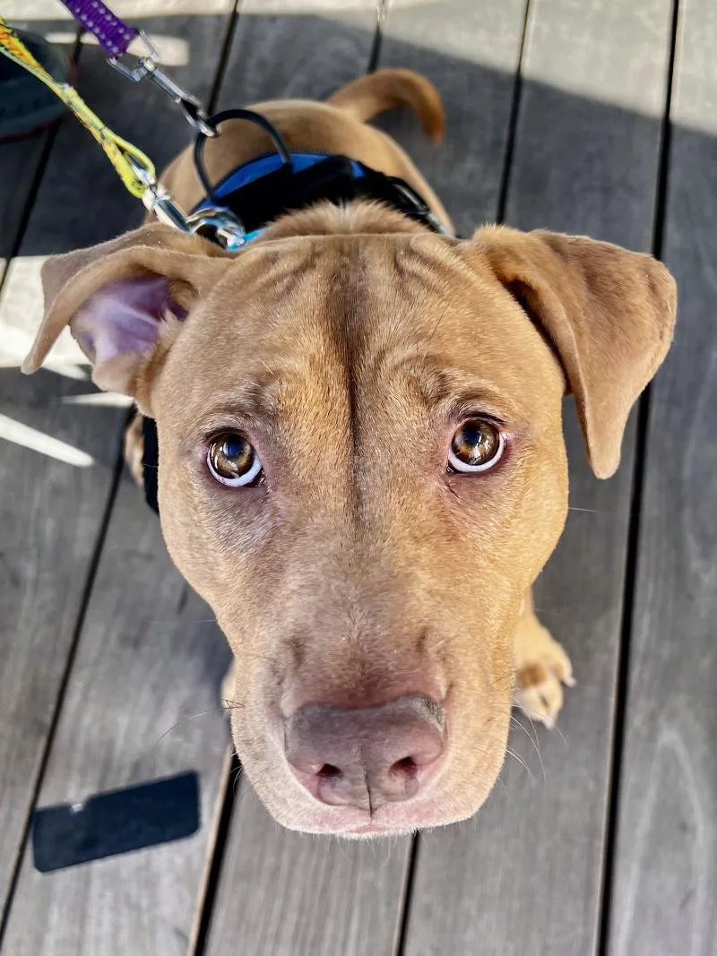 Snuffleupagus thumbnail 2