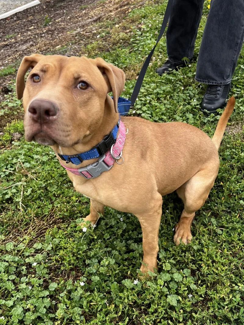 Snuffleupagus thumbnail 3