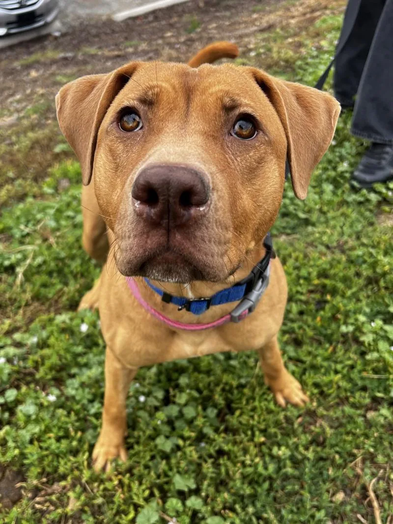 Snuffleupagus thumbnail 4