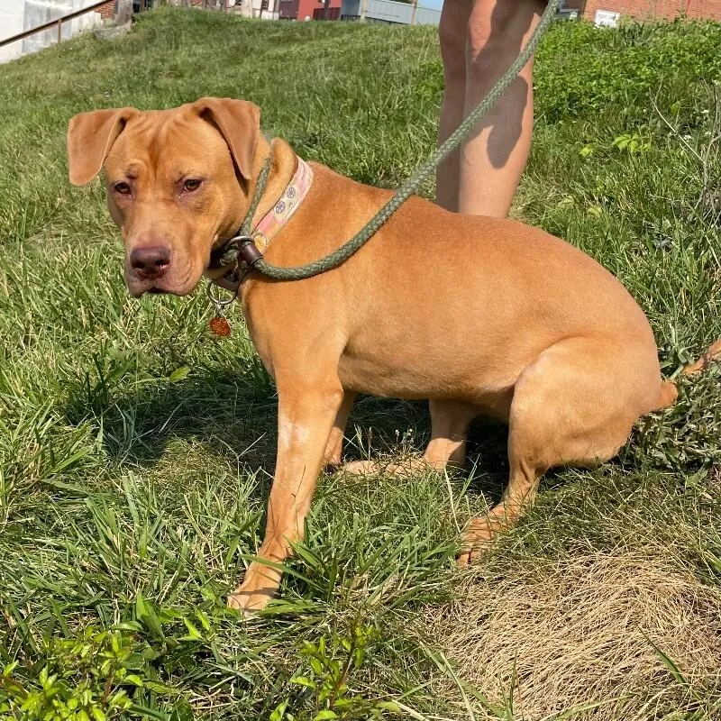 Snuffleupagus thumbnail 5