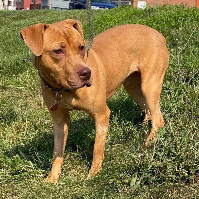 Snuffleupagus thumbnail 6