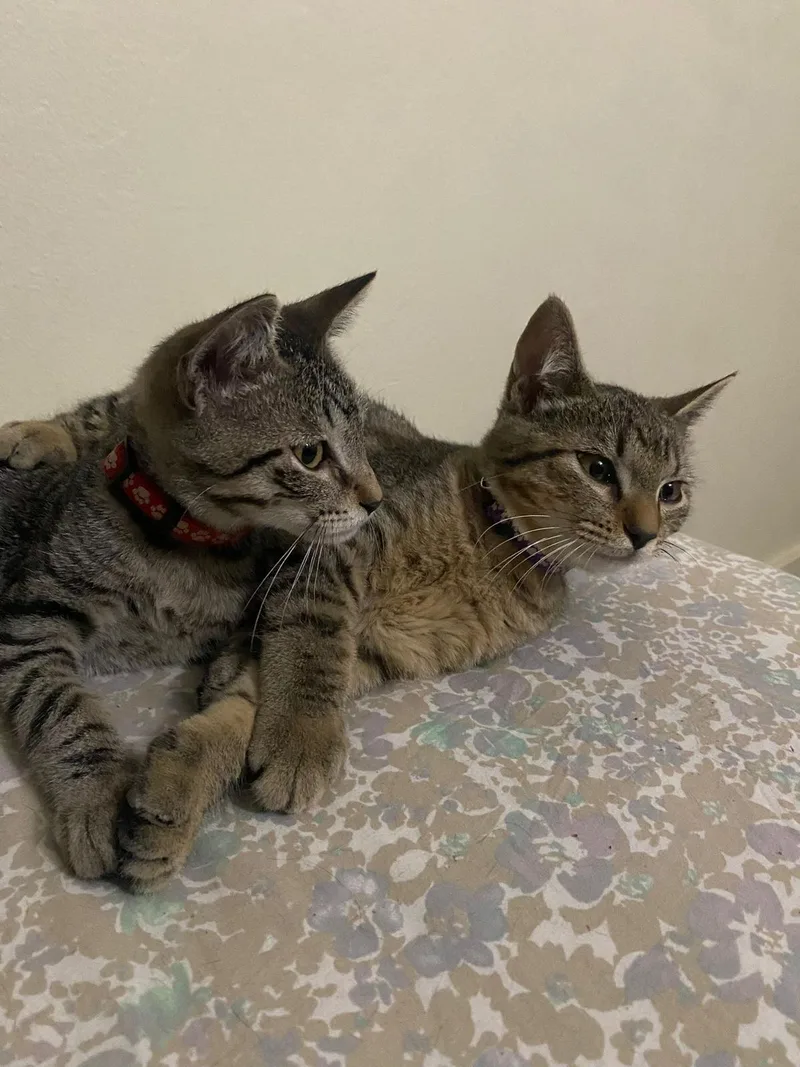 Teddy & Luka thumbnail 2