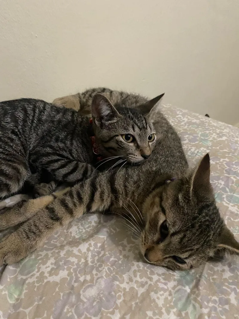 Teddy & Luka thumbnail 3