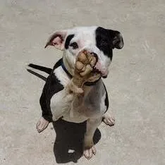 Frenchie thumbnail 2