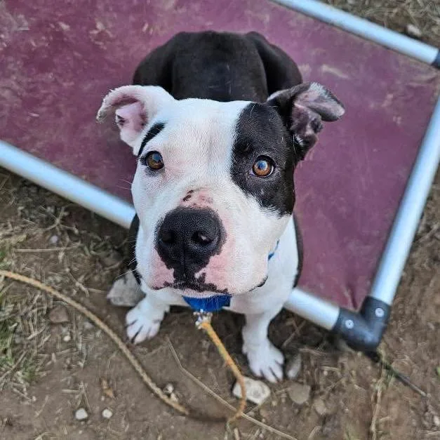 Frenchie thumbnail 3