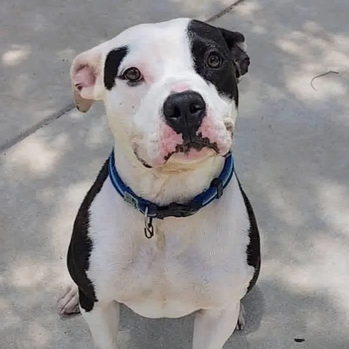 Frenchie thumbnail 4