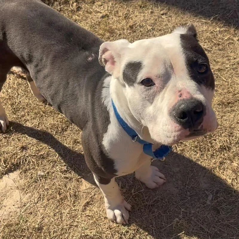 Frenchie thumbnail 5