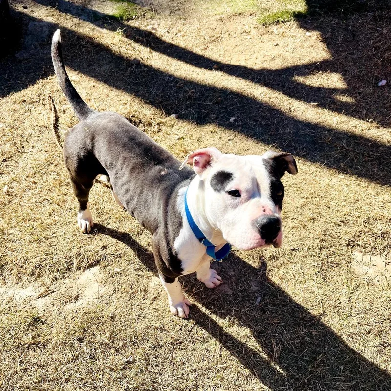 Frenchie thumbnail 6