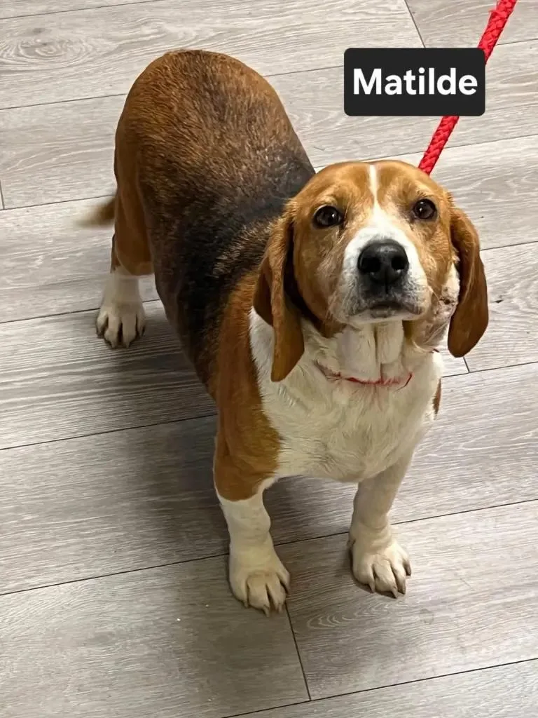 Matilde Caroline thumbnail 2