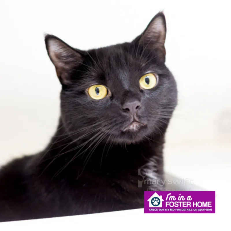 An adult medium-sized female Domestic Short Hair cat named Aimee for adoption in Reisterstown, MD