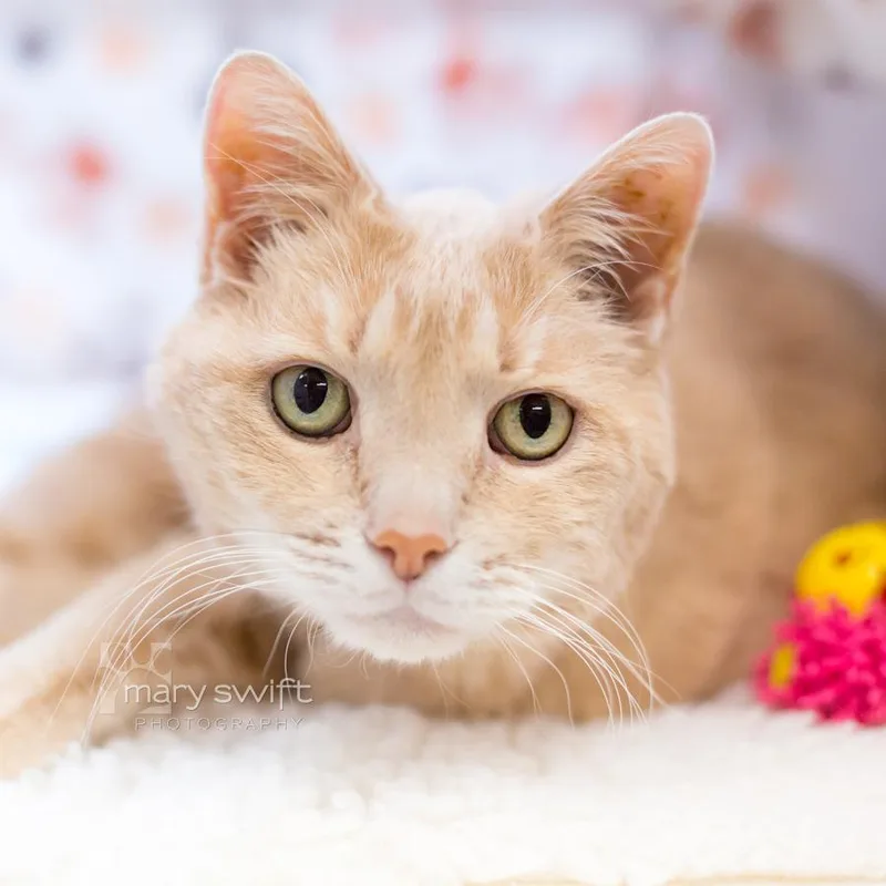 A senior medium-sized female Domestic Short Hair cat named Beanie for adoption in Reisterstown, MD