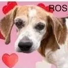 Nosey Rosey St. Mary's