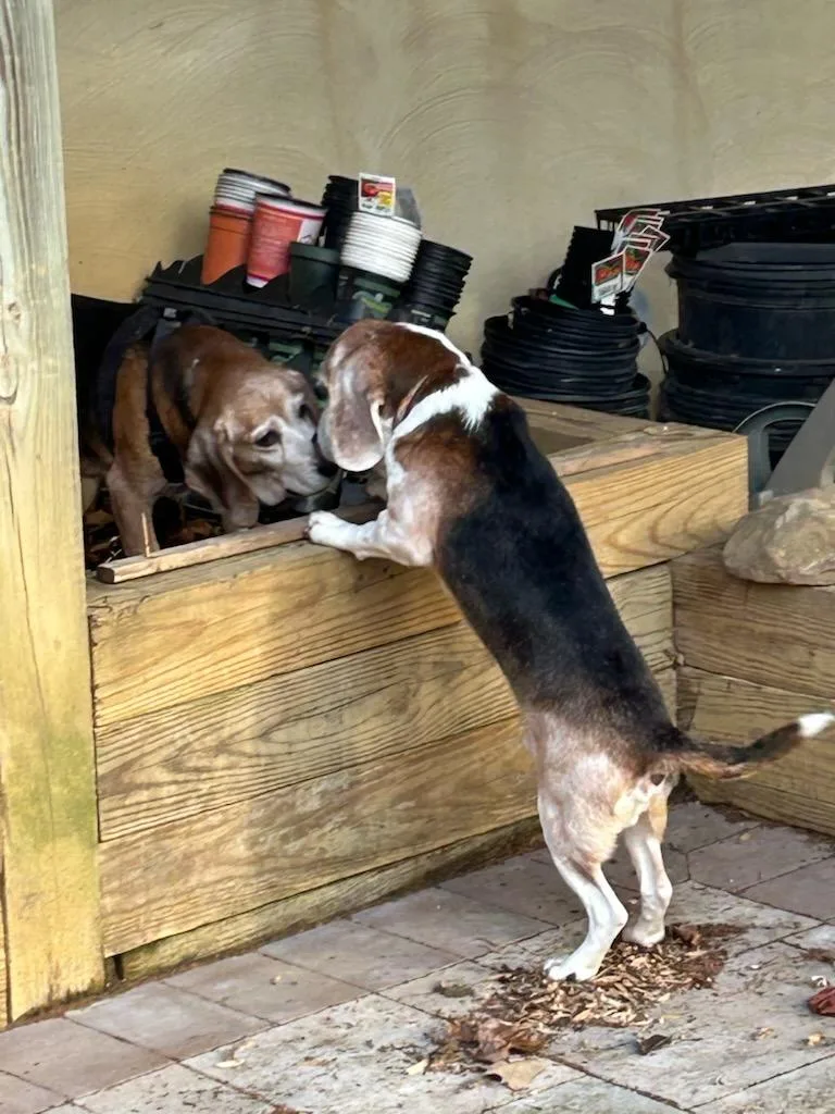 Bob St. Mary's thumbnail 3