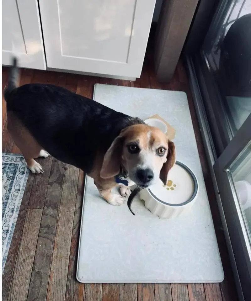 Buddy Lee Haven thumbnail 4