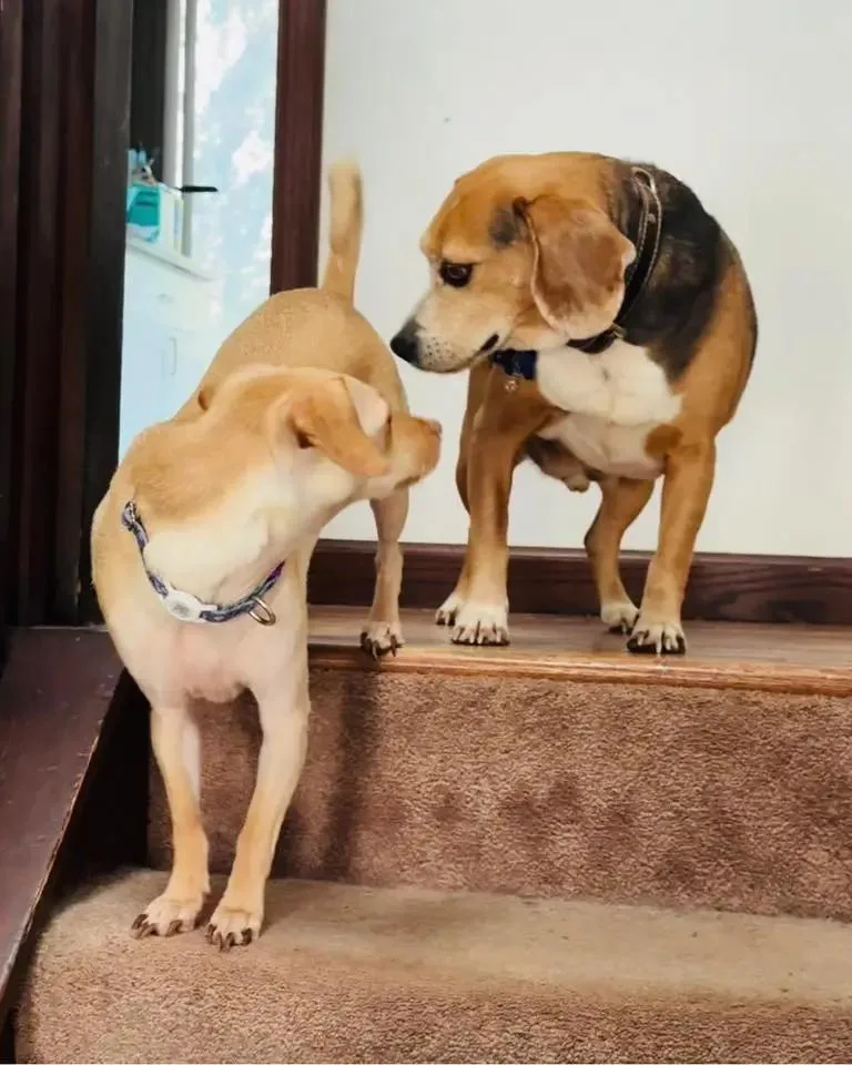 Buddy Lee Haven thumbnail 5