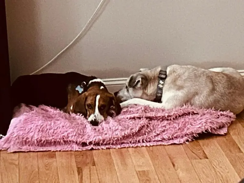 Droopy George thumbnail 3