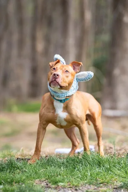 An adult medium-sized male Brown / Chocolate Pit Bull Terrier dog named Benny for adoption in Reisterstown, MD